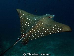 Break the rules.
Hope it works, Eagle Ray shot from behi... by Christian Nielsen 